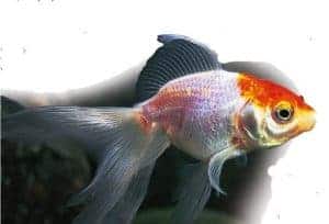 types of goldfish Veiltail goldfish