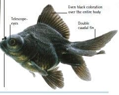 types of goldfish black moor goldfish