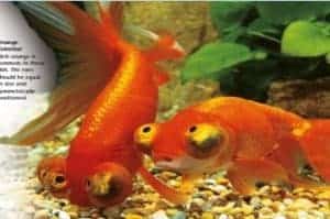 types of goldfish celestial eye goldfish