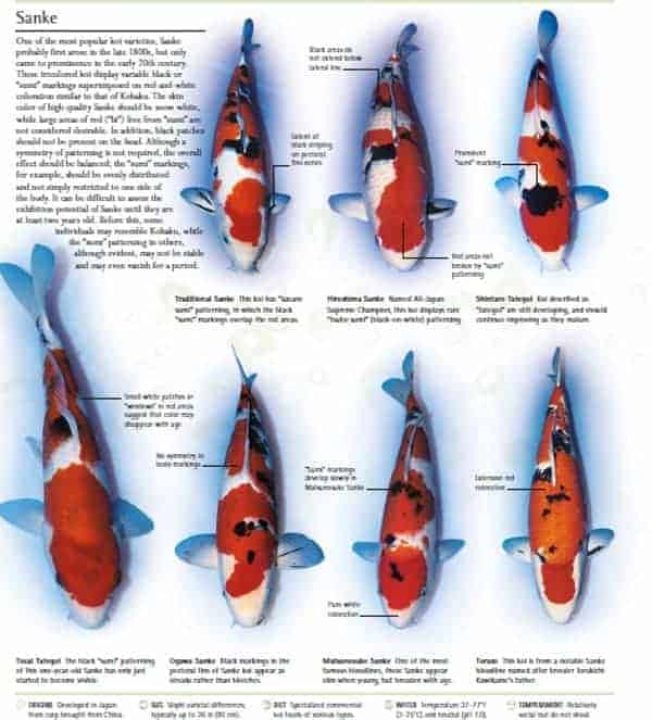 types of koi kio fish pictures sanke