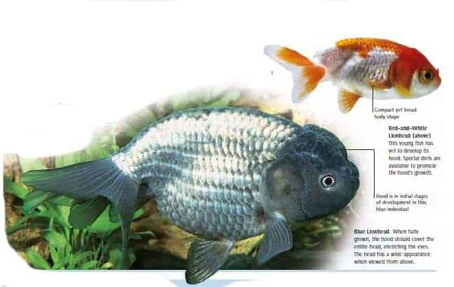 types of goldfish lionhead goldfish