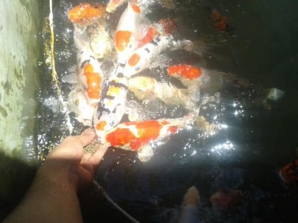 what do koi fish eat hand feeding pellets