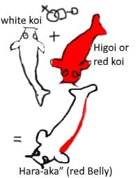 white koi higoi or red koi hara aka red belly