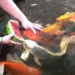 what do koi fish eat watermelon