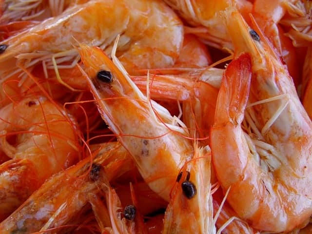 what do koi fish eat shrimp