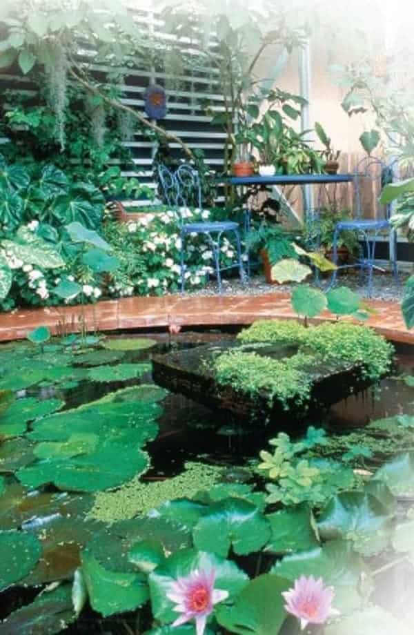 beautiful established indoor koi pond