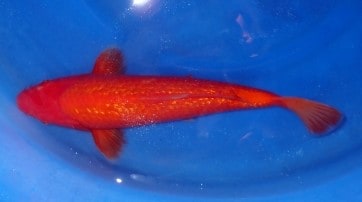 red koi fish meaning benigoi koi fish