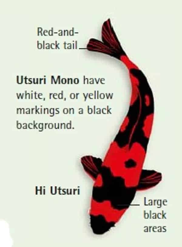 utsuri mono koi fish 