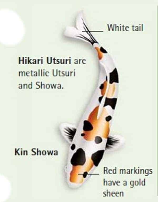 Kin Showa koi fish color meaning chart