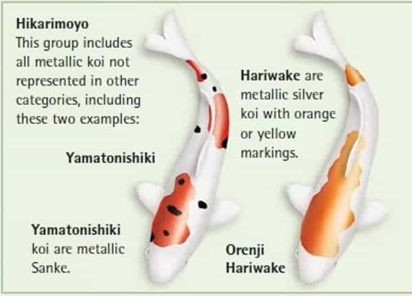 koi fish color meaning chart Hikarimoyo