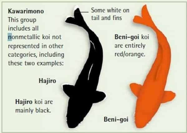 koi fish color meaning chart Kawarimono 12 koi fish meaning