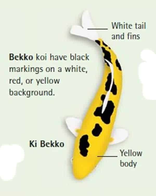 koi fish color meaning chart Ki Bekko