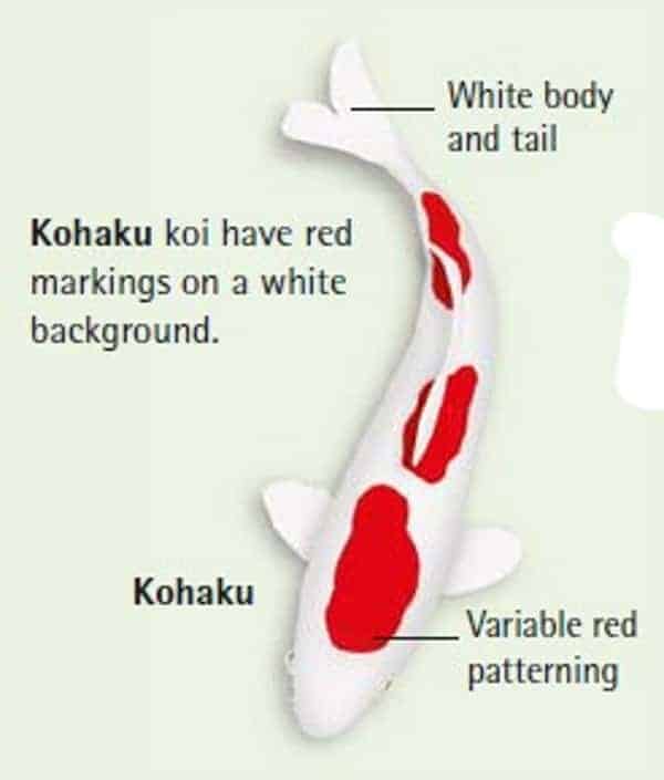 koi fish color meaning chart kohaku