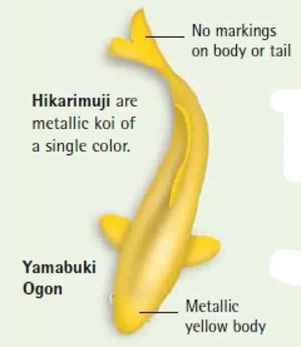 koi fish color meaning chart yamabuki ogon