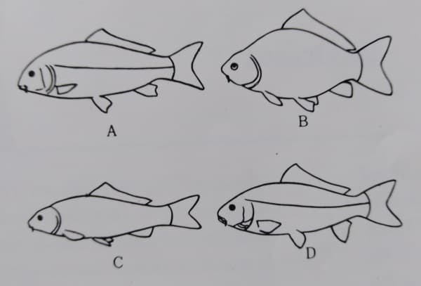 koi fish anatomy kind and form of koi