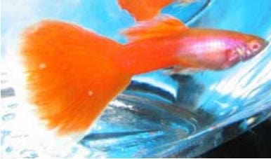 fish that can live in bowl Albino Full Red Moscow