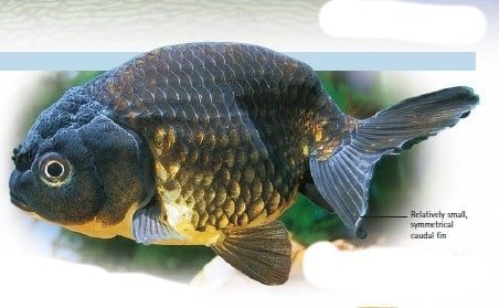 ranchu goldfish black