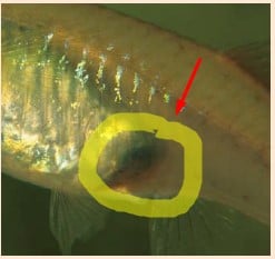 female guppy fish gravid spot