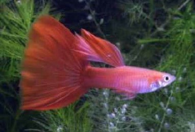 moscow red guppy