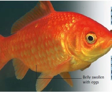 gravid female goldfish
