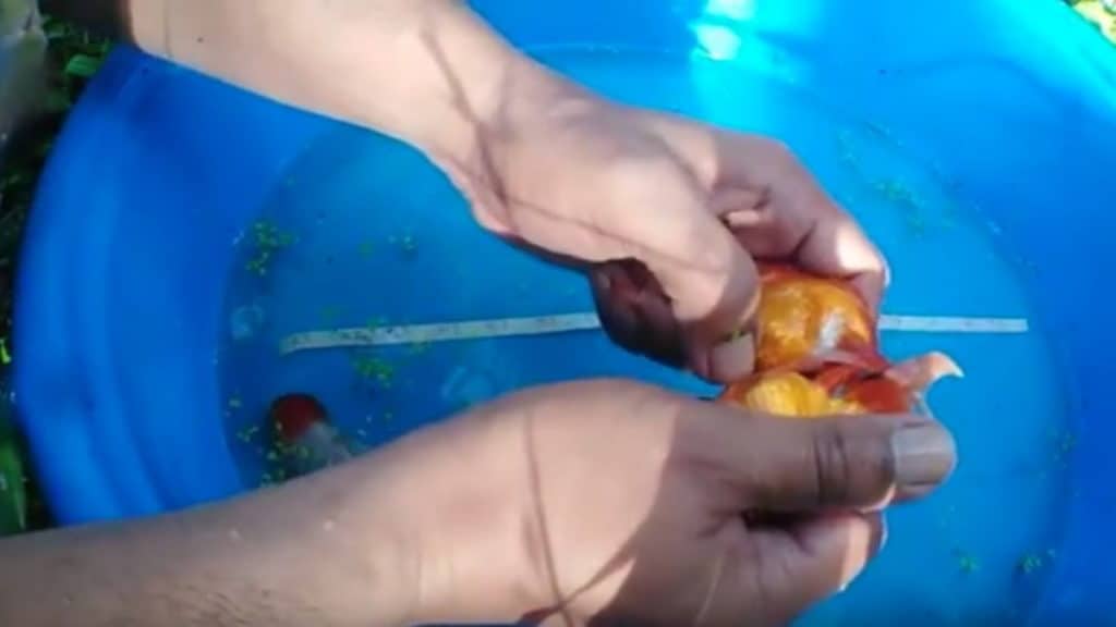 how to hand breed goldfish