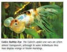 types of goldfish bubble eye calico