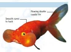 bubble eye goldfish orange color