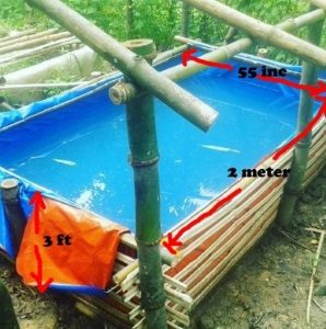 how to breed koi fish breeding tank koi breeding bamboo trapal koi pond