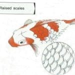 raised scales koi diseases