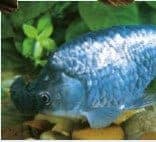 types of goldfish Blue Pom-pom