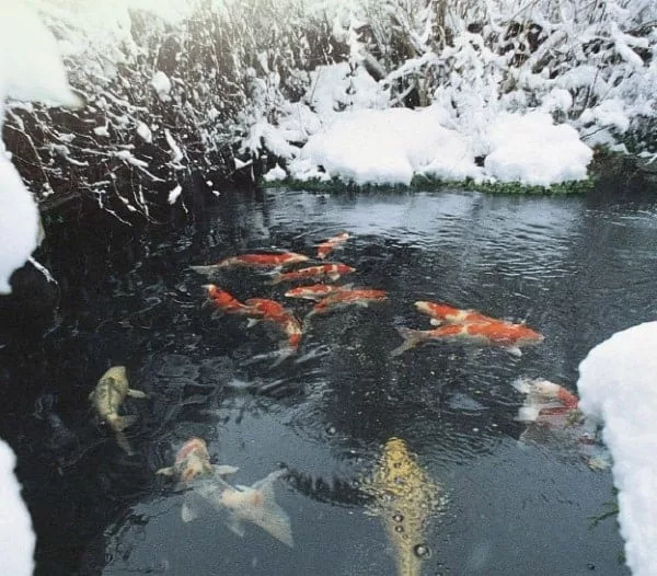 how to keep a pond from freezing without electricity