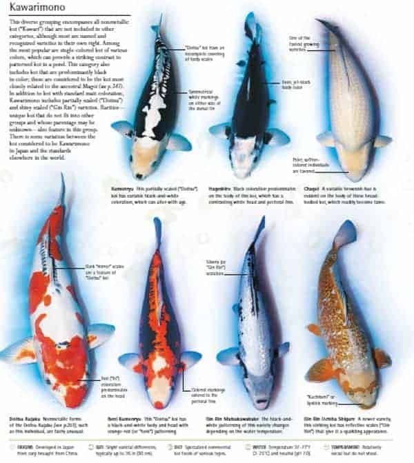 types of koi fish koi fish image kawarimono