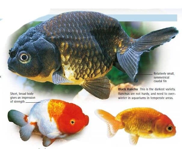 types of goldfish ranchu goldfish