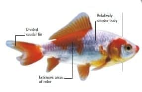 types of goldfish wakin goldfish