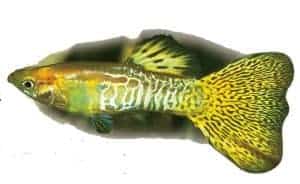 types of guppy fish golden snakeskin delta guppy