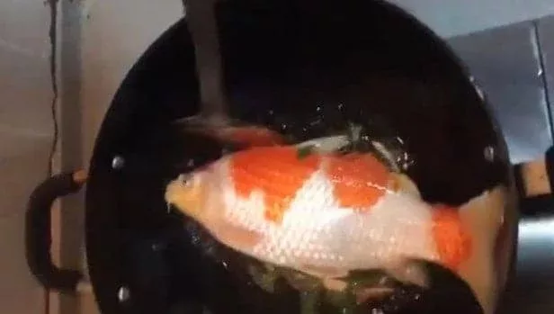 can you eat koi fish