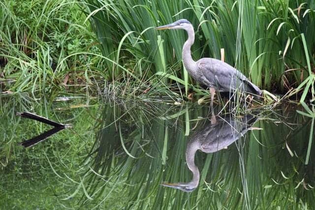 deterring herons in ponds 10 ways