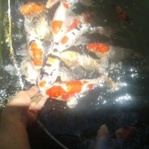 koi fish for sale philippines