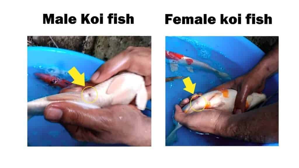 how to tell if a fish is male or female