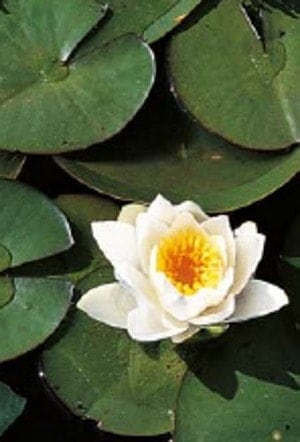 koi pond construction guide water lily