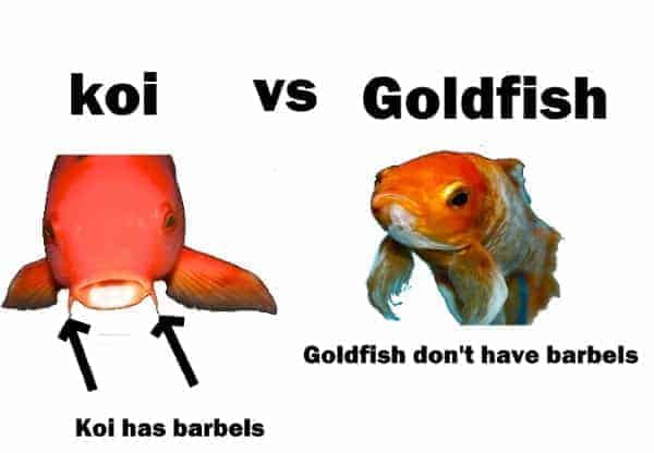 difference between goldfish and koi fish