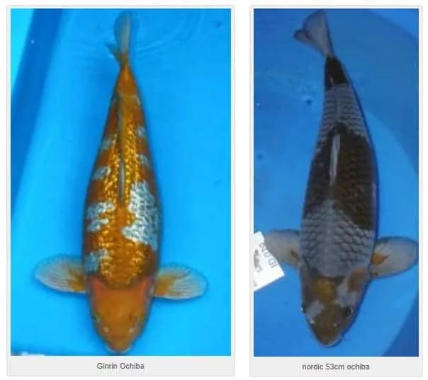 ochiba shigure Discover the Beauty of Ochiba Shigure: The Captivating Japanese Koi Fish