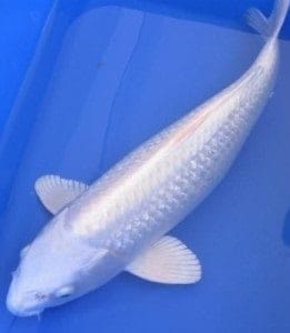 white koi fish