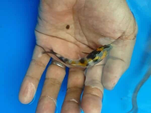 koi fish for sale philippines 4 inch showa