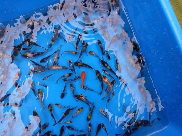 koi fish for sale philippines shrio utsuri, sanke, showa, koahkau 