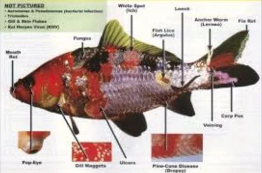 koi diseases diagnosis and treatment you need to know