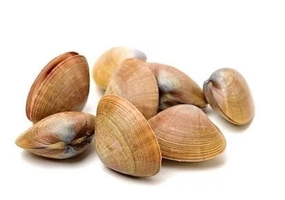 10 Quick Tips About Fresh Water Clam