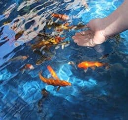 indoor koi pond by pond guy