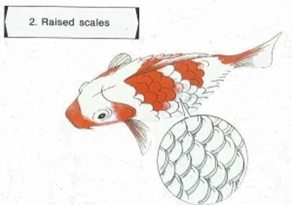koi diseases  fish diseases pictures raised scales