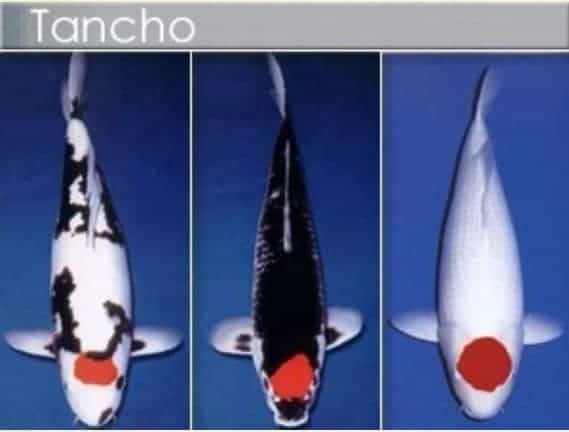 types of koi tancho koi